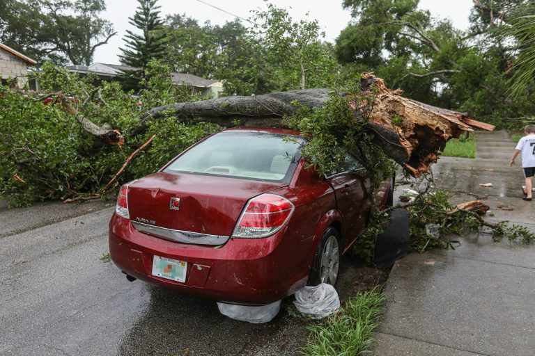 Ein rotes Auto auf einer nassen Straße, auf das ein umgestürzter Baum liegt.